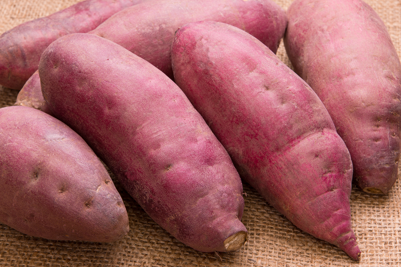 紅薯儲存難的原因